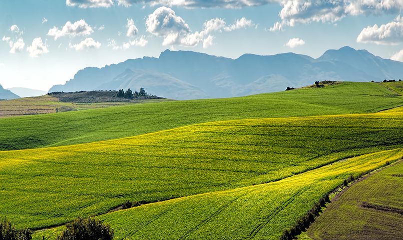 canola-fields-1911392__480