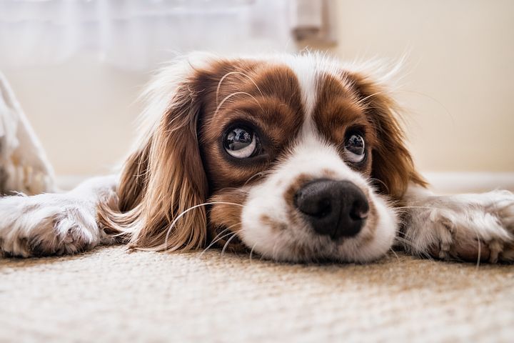 dog-2785074__480