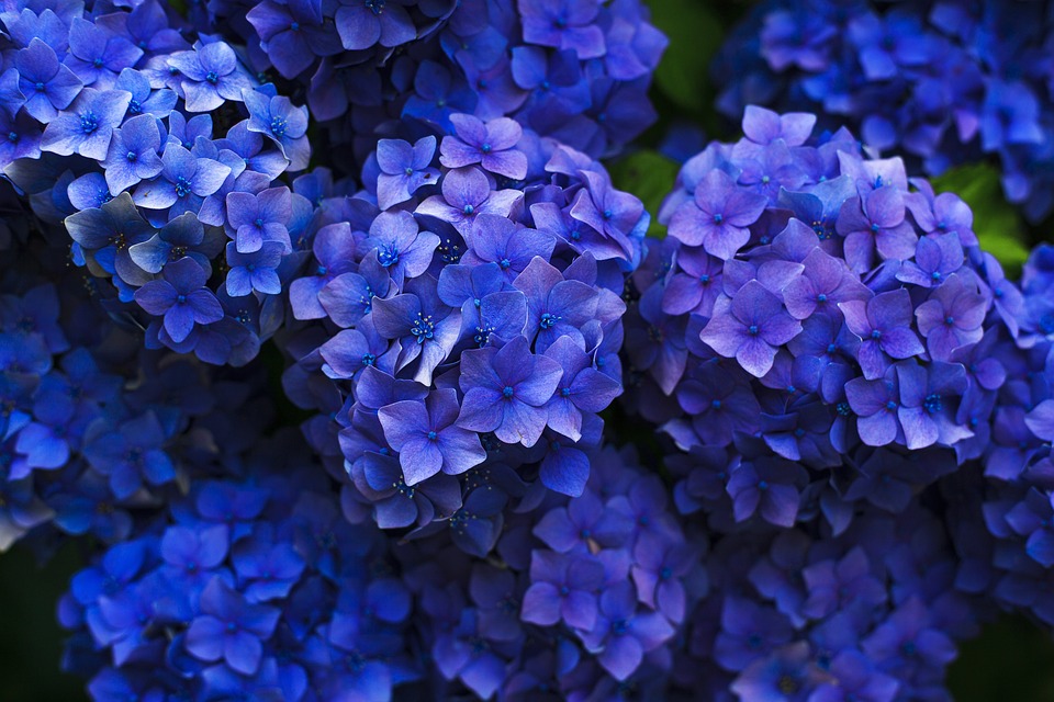 hydrangeas-1851481_960_720