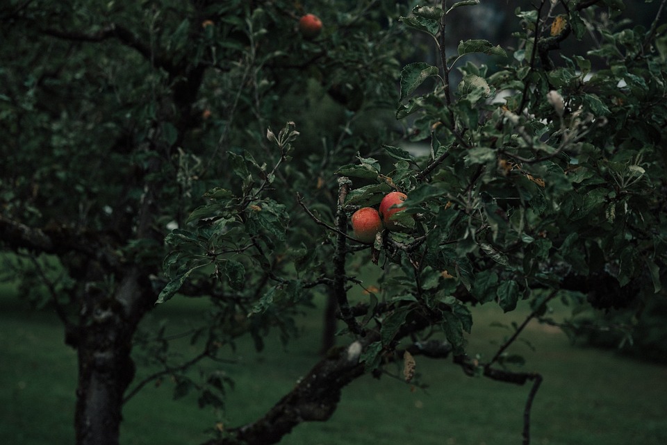 apple-tree-7363143_960_720